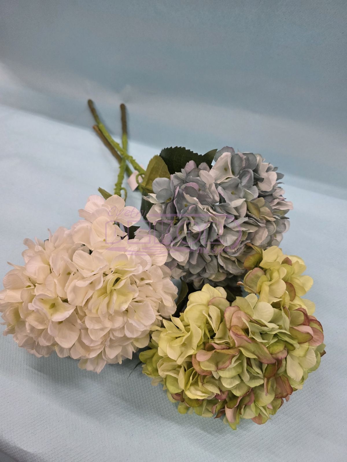 cveće Hortenzija u tri varijante